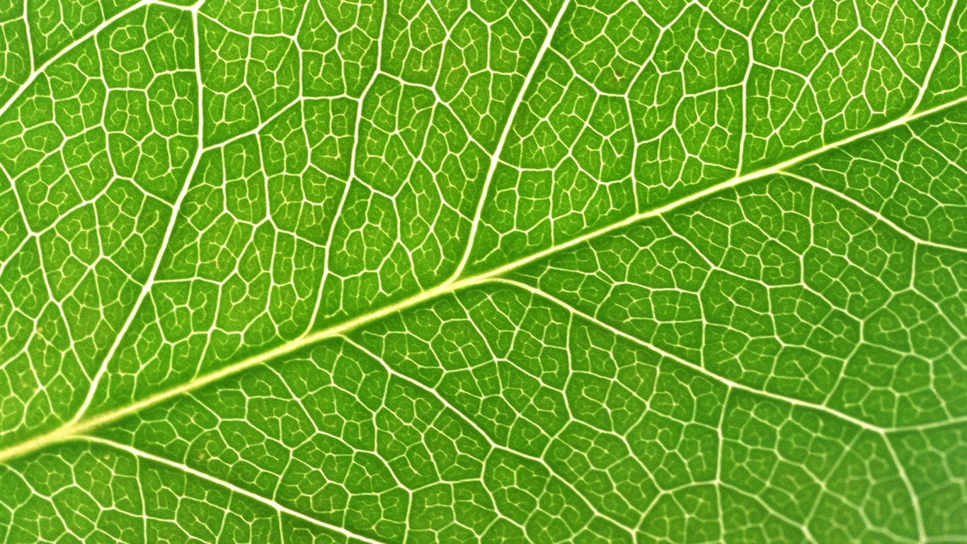Green leaf photo wallpaper (6) #18 - 1366x768