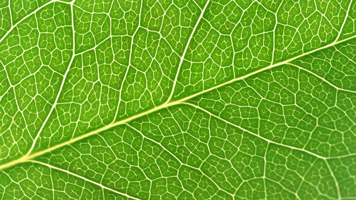 Zelená listová foto tapetu (6) #18 - 1366x768