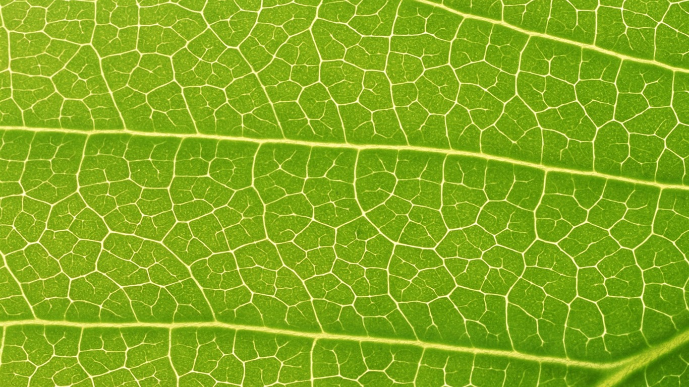 Green leaf photo wallpaper (6) #19 - 1366x768