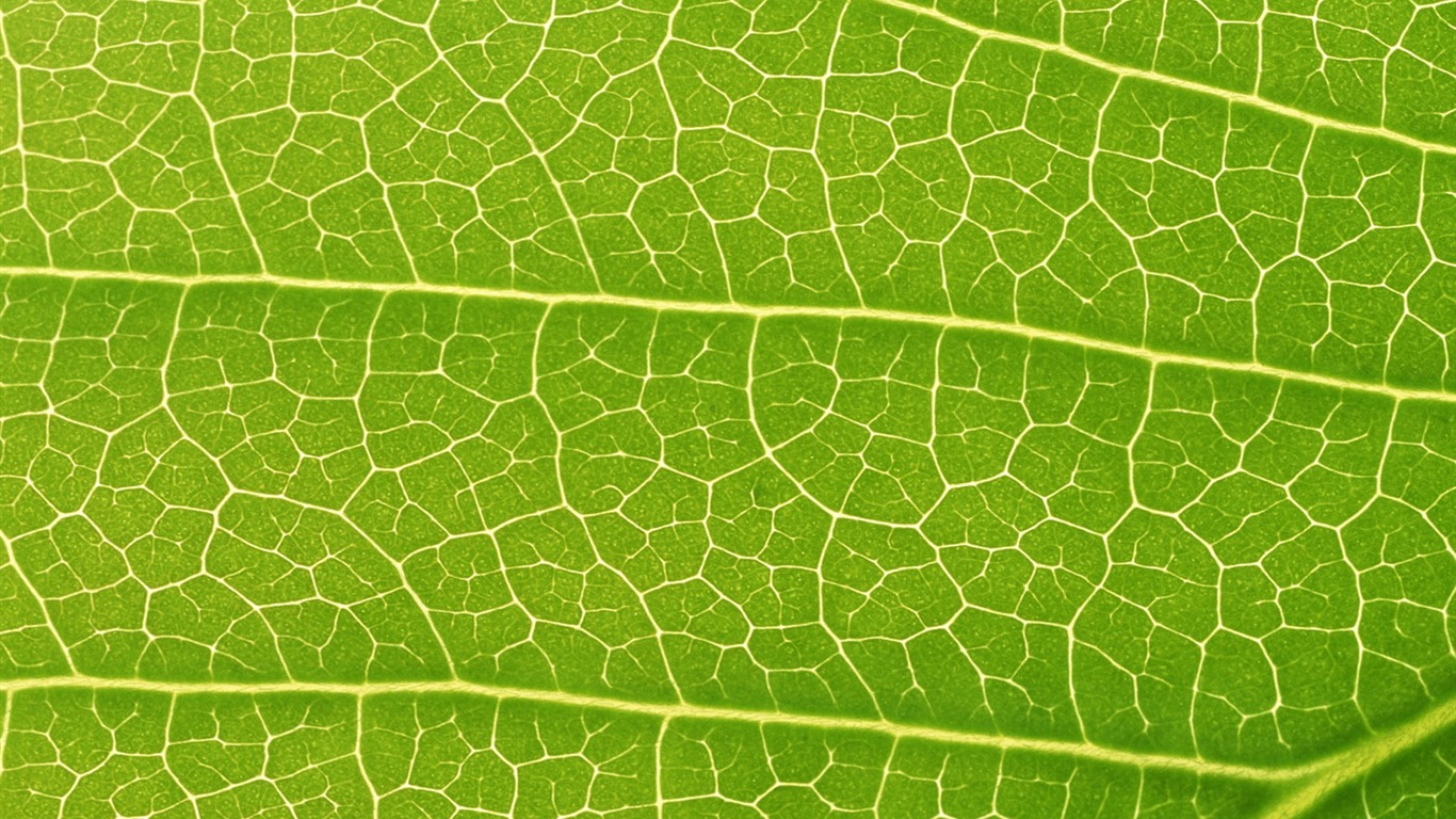 Zelená listová foto tapetu (6) #19 - 1366x768
