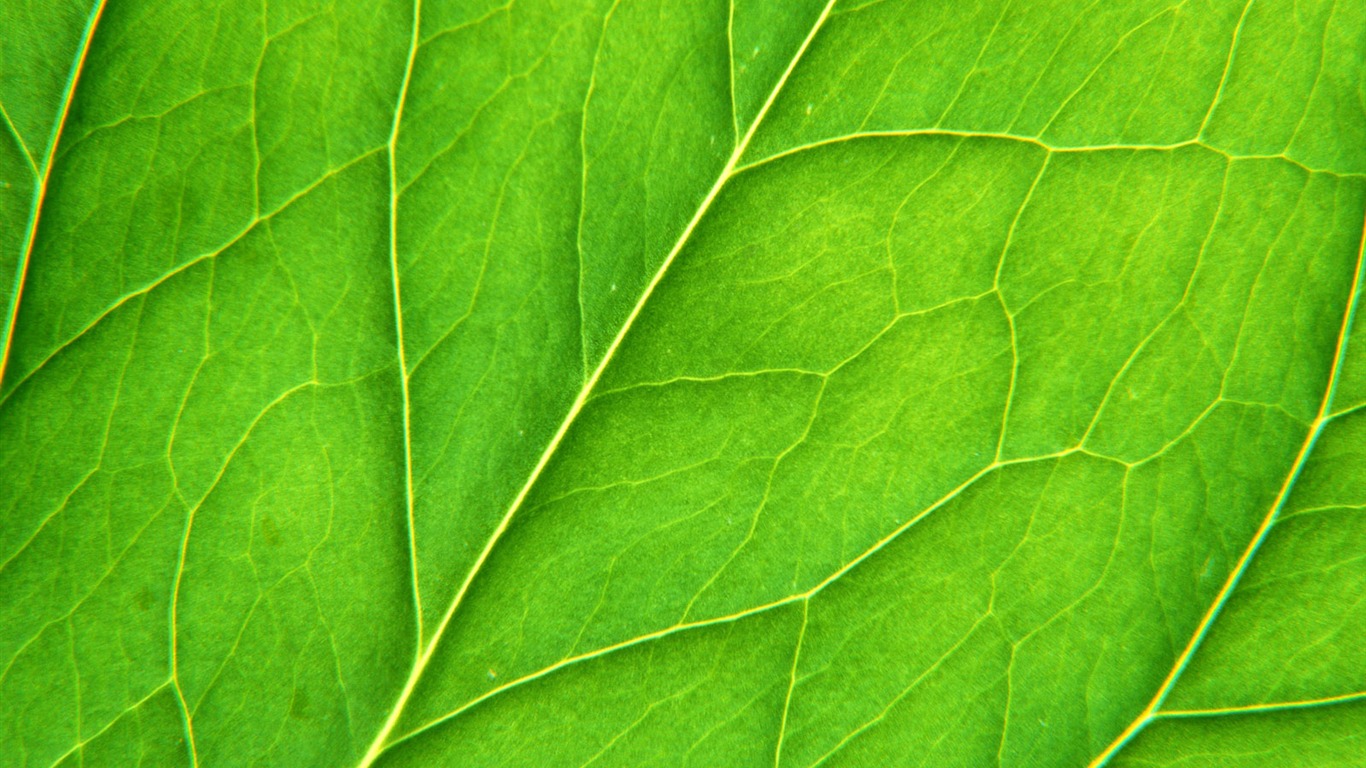 Zelená listová foto tapetu (6) #20 - 1366x768
