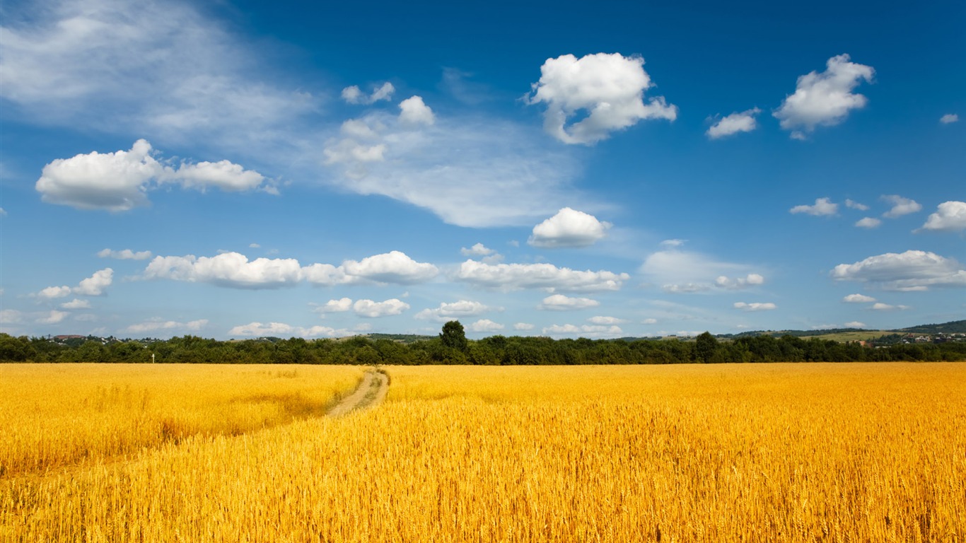 Wheat wallpaper (1) #2 - 1366x768