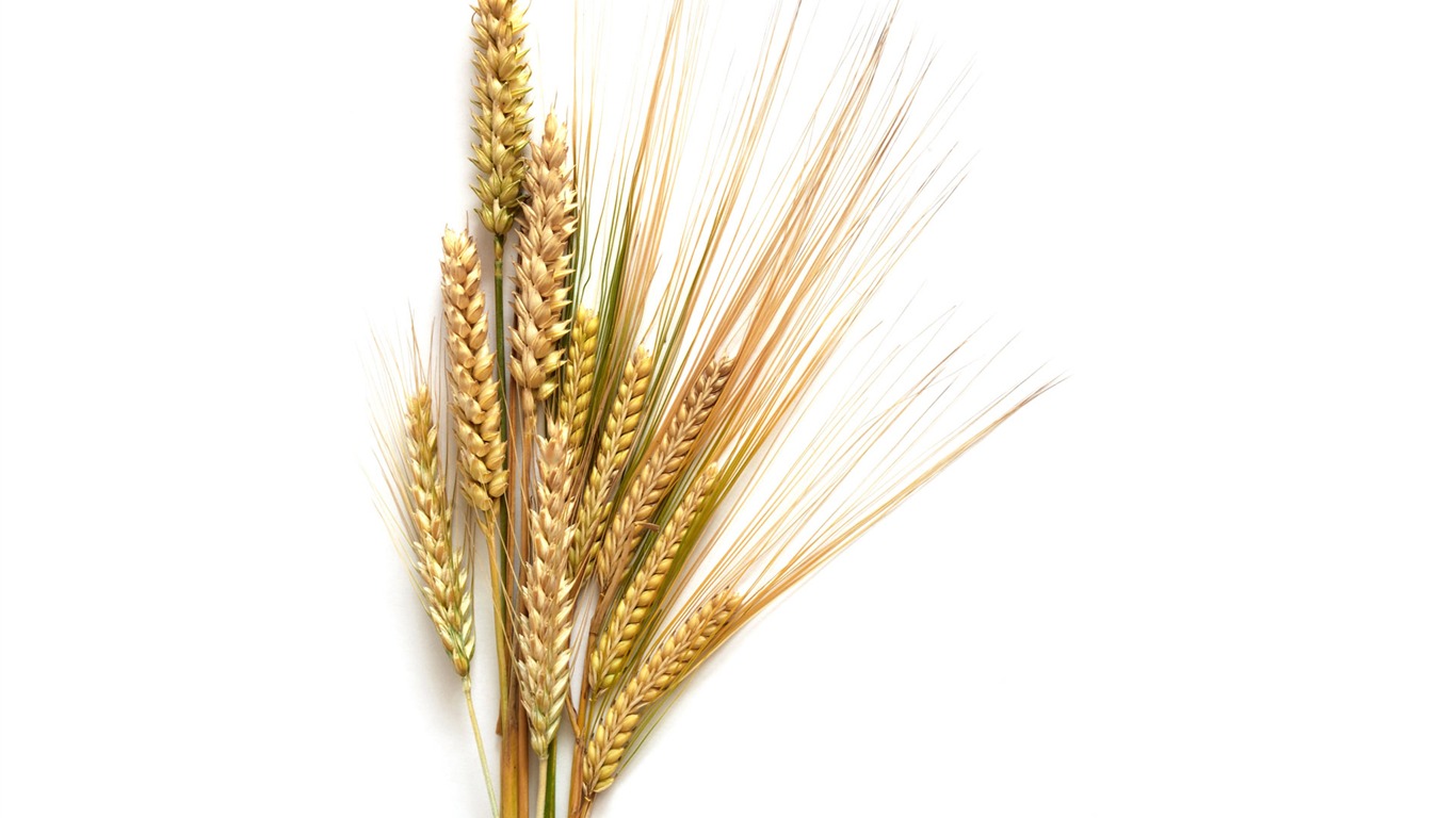 Wheat wallpaper (1) #3 - 1366x768