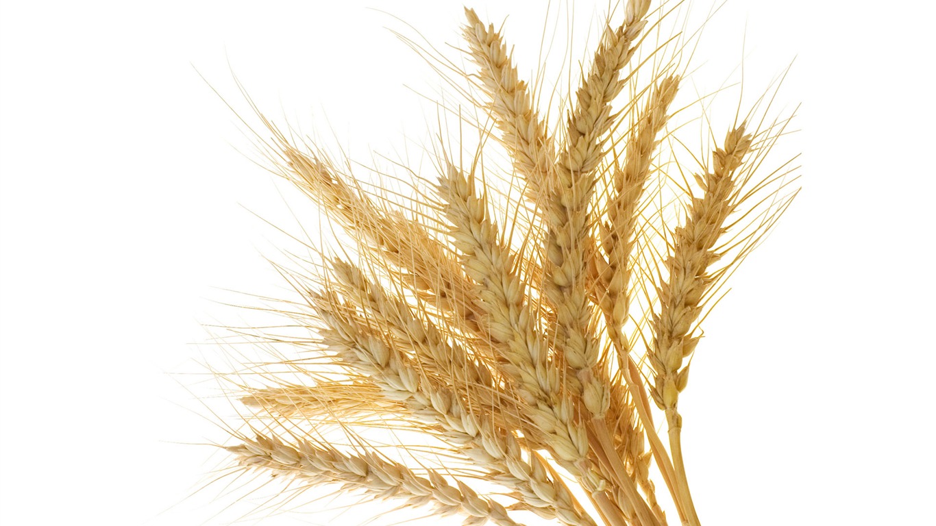 Wheat wallpaper (1) #4 - 1366x768