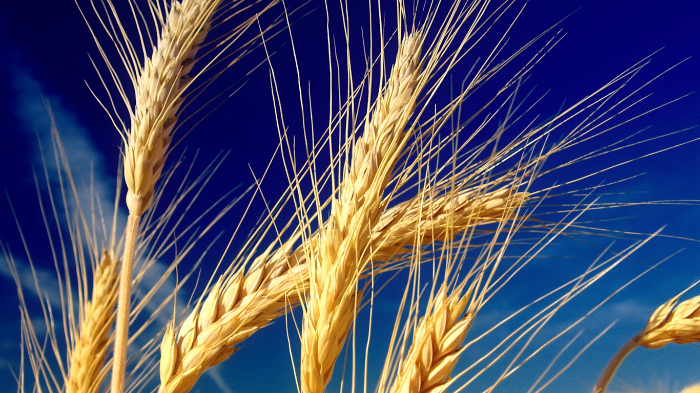 Wheat wallpaper (1) #5 - 1366x768