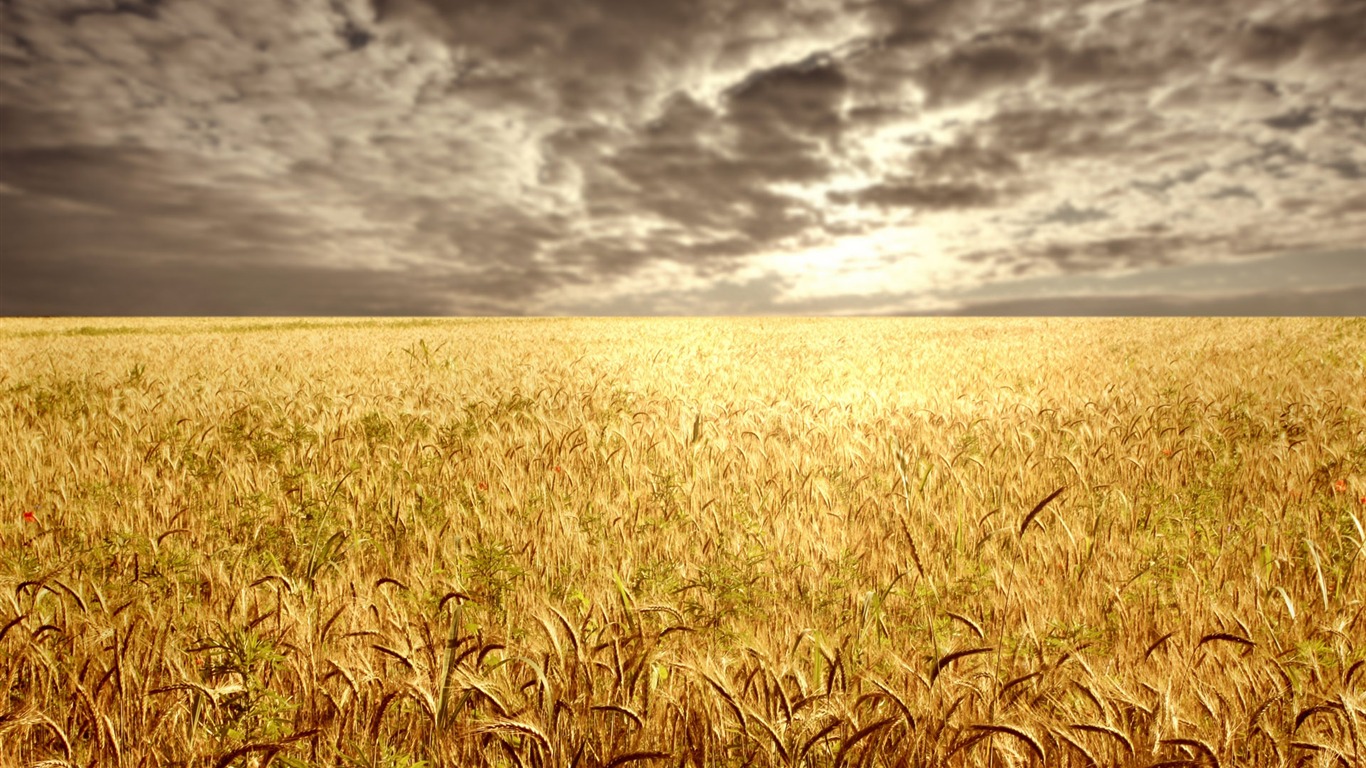 Wheat wallpaper (1) #8 - 1366x768