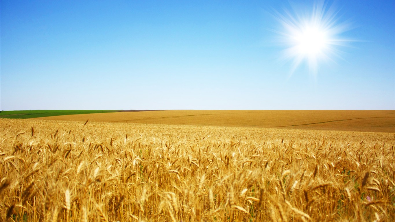 Wheat wallpaper (1) #10 - 1366x768