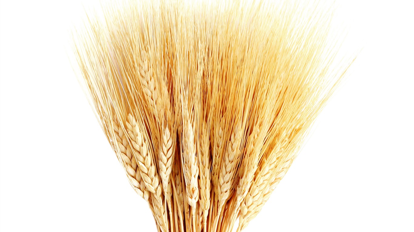 Wheat wallpaper (1) #11 - 1366x768