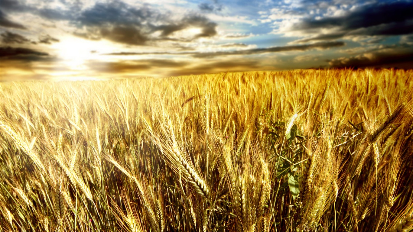 Wheat wallpaper (1) #13 - 1366x768