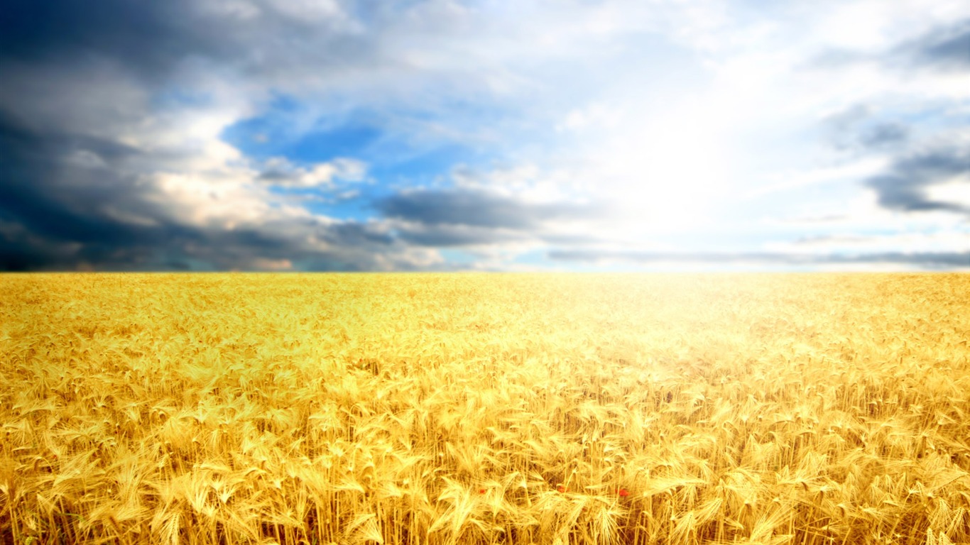 Wheat wallpaper (1) #14 - 1366x768