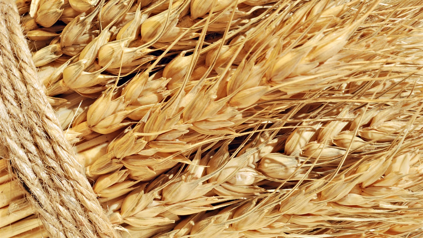 Wheat wallpaper (1) #15 - 1366x768