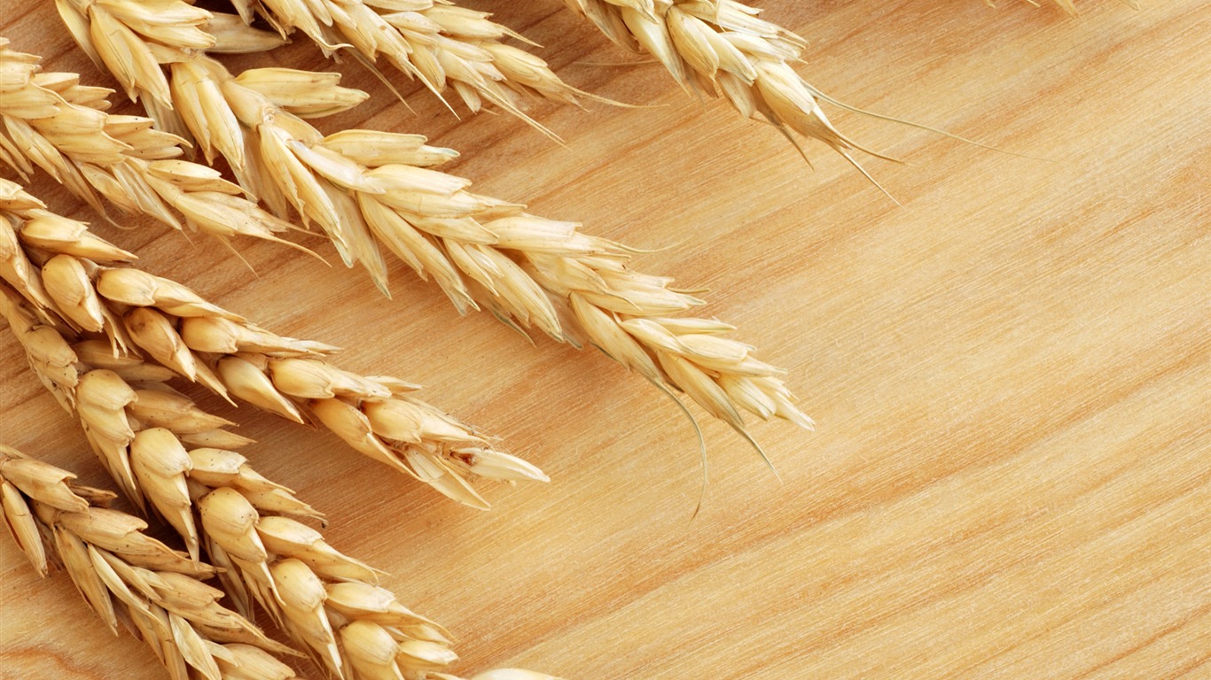 Wheat wallpaper (1) #16 - 1366x768