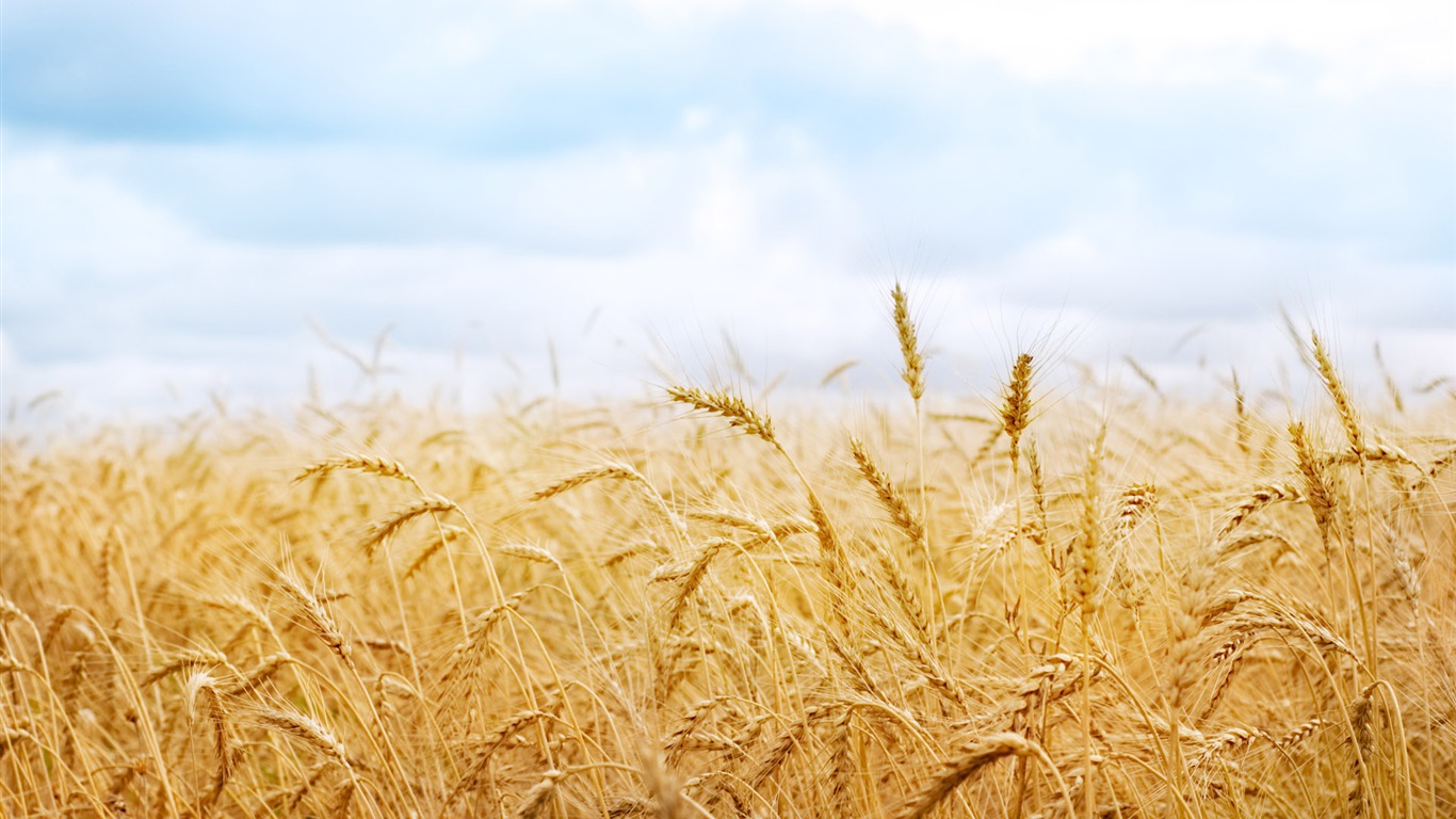 Wheat wallpaper (1) #17 - 1366x768