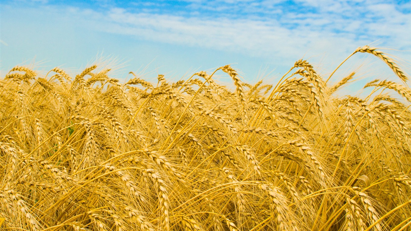 Wheat wallpaper (1) #18 - 1366x768