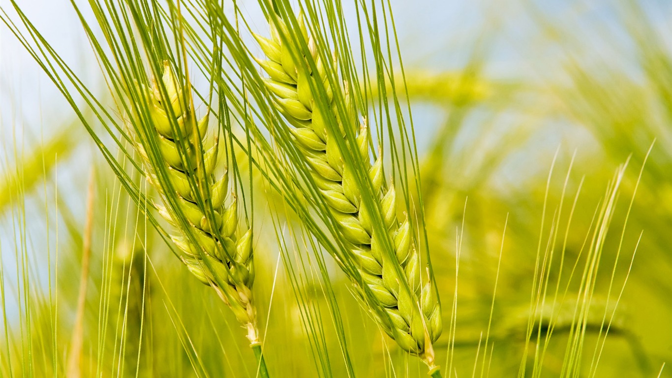 Wheat wallpaper (1) #20 - 1366x768