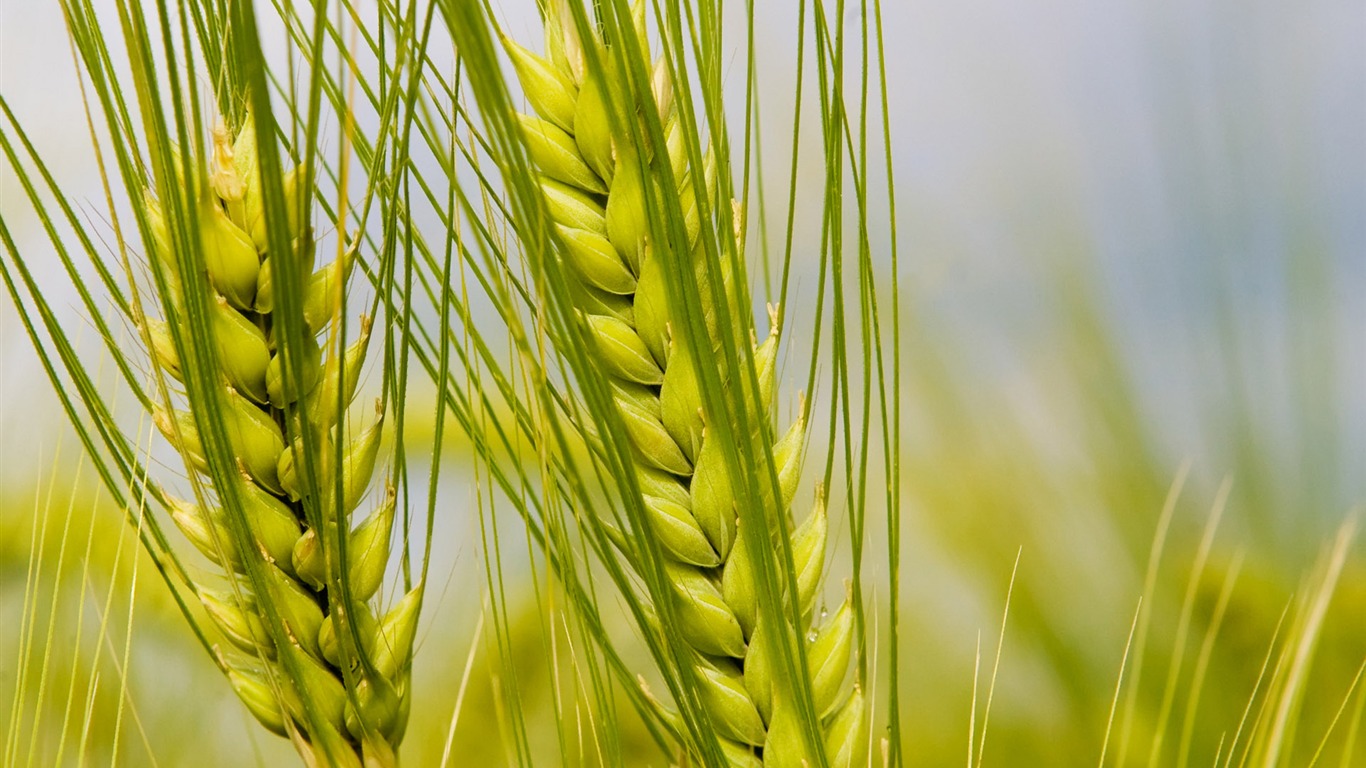 Wheat wallpaper (2) #1 - 1366x768