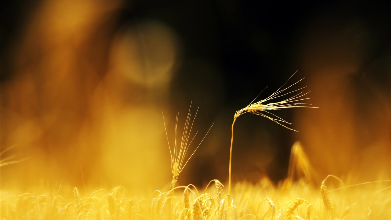 Wheat wallpaper (2) #2 - 1366x768