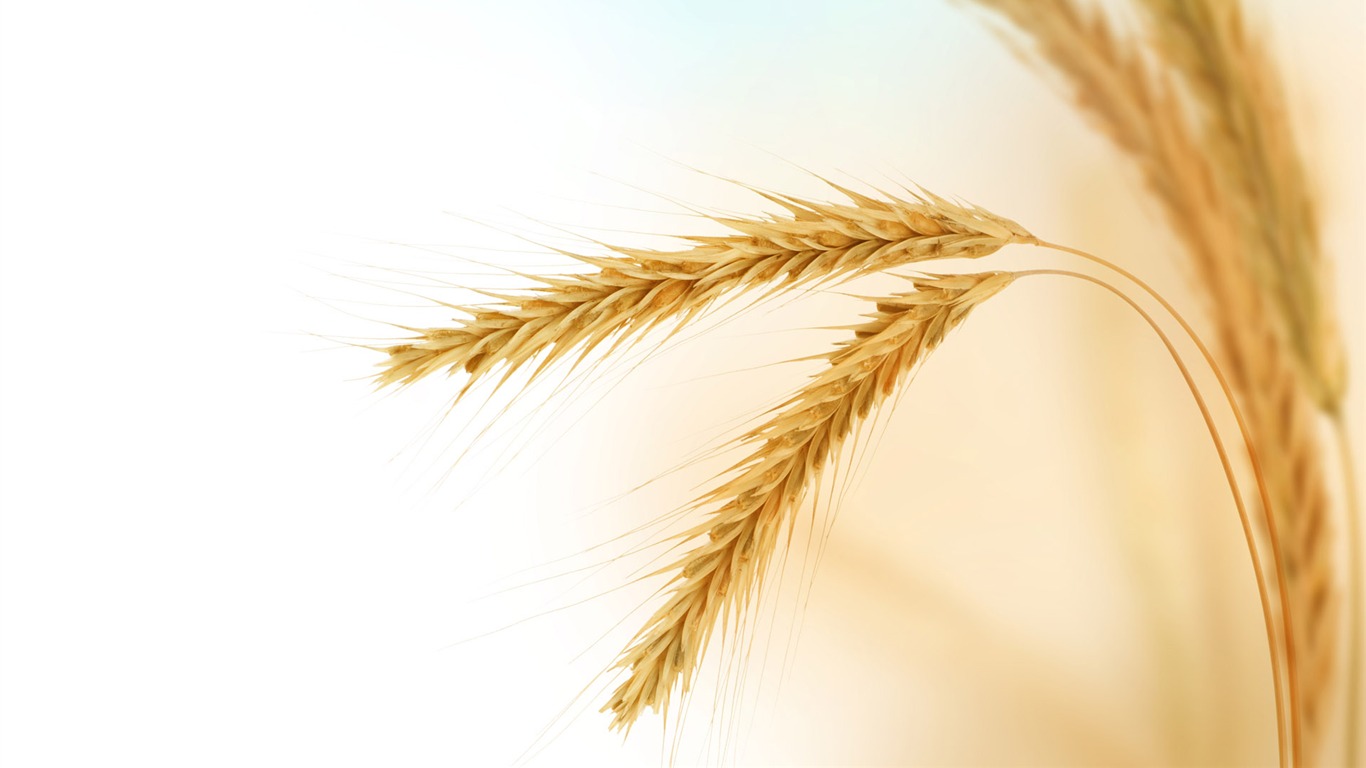 Wheat wallpaper (2) #3 - 1366x768