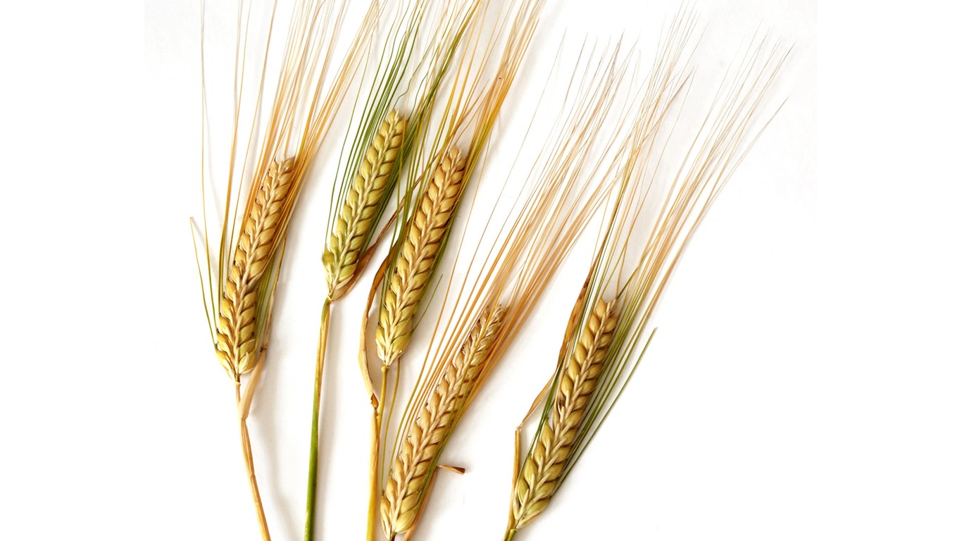 Wheat wallpaper (2) #4 - 1366x768