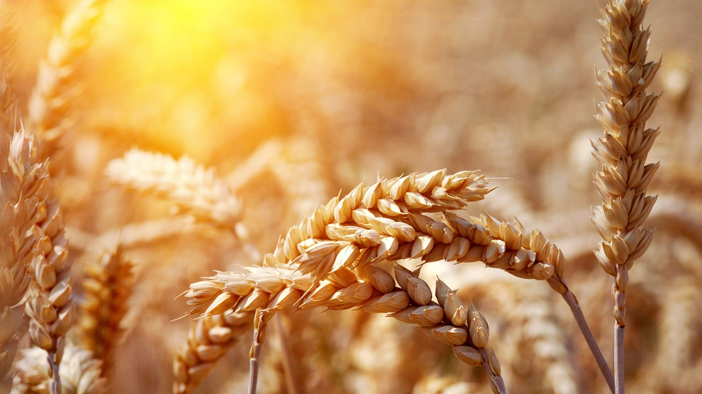 Wheat wallpaper (2) #6 - 1366x768