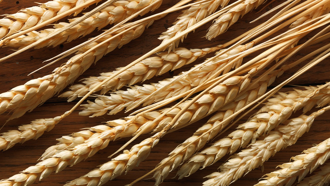 Wheat wallpaper (2) #7 - 1366x768