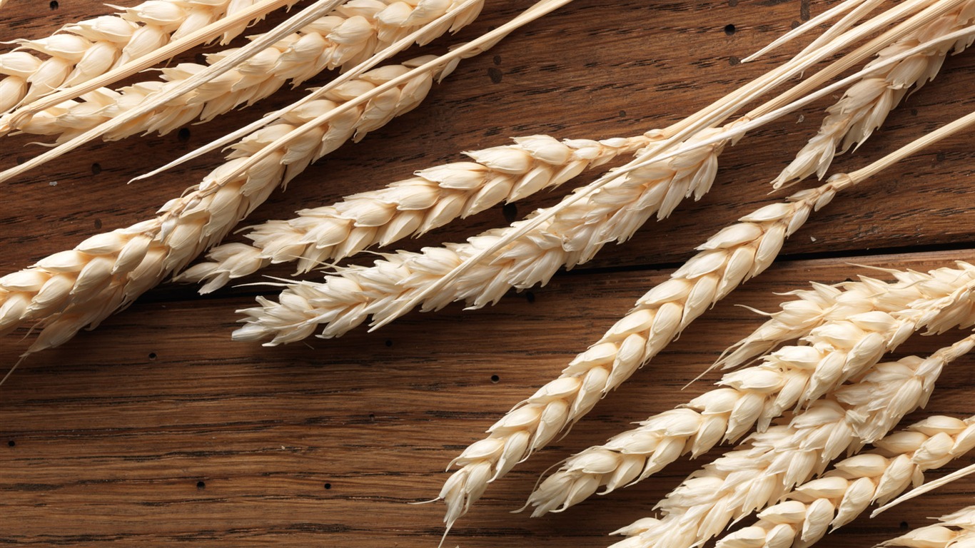 Wheat wallpaper (2) #8 - 1366x768