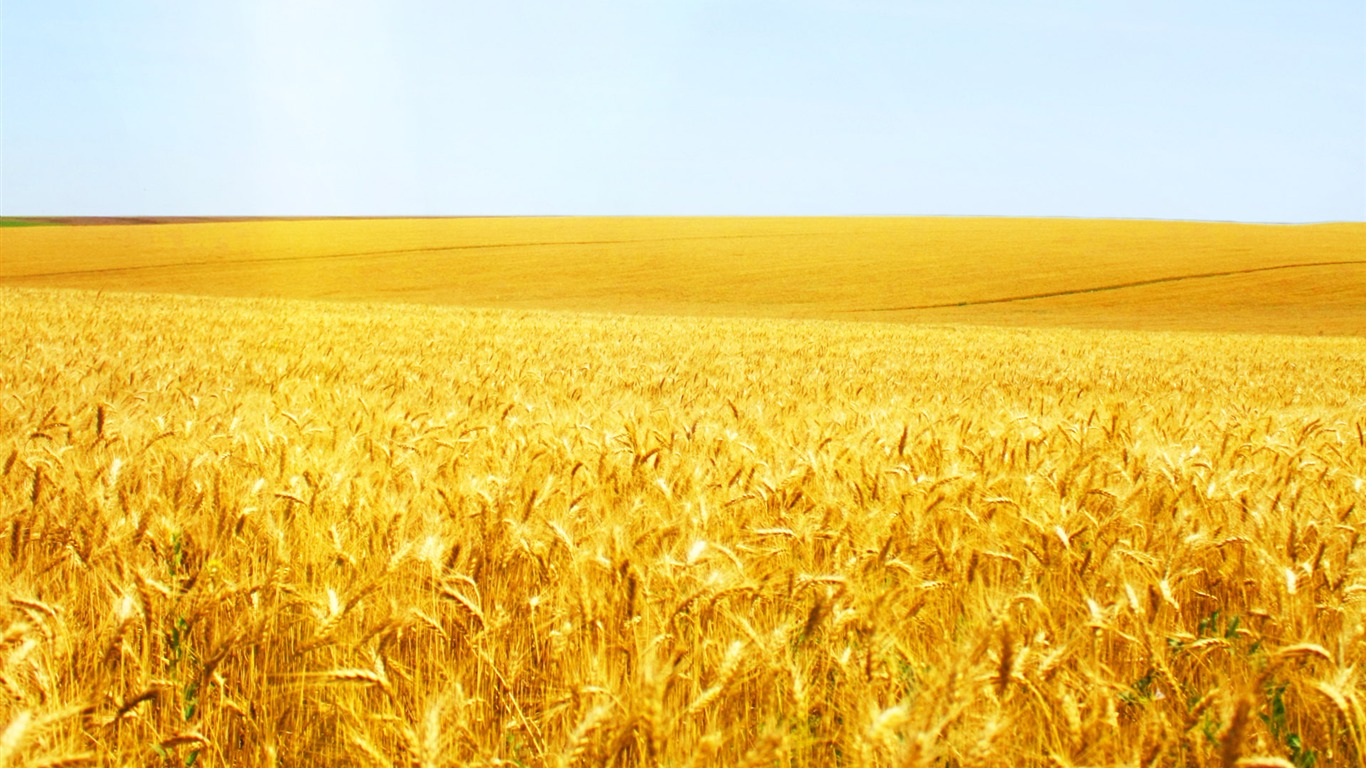 Wheat wallpaper (2) #9 - 1366x768