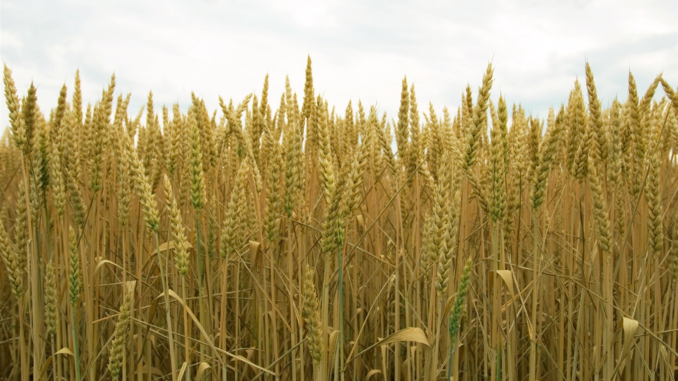 Wheat wallpaper (2) #10 - 1366x768