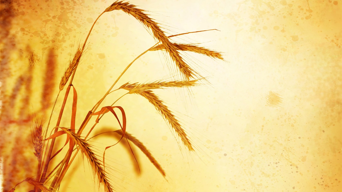 Wheat wallpaper (2) #11 - 1366x768