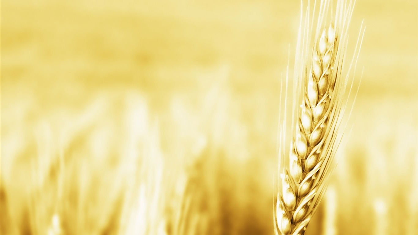 Wheat wallpaper (2) #12 - 1366x768