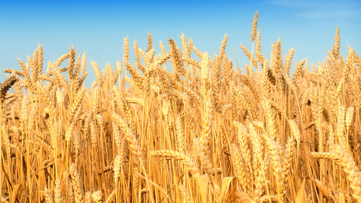 Wheat wallpaper (2) #13 - 1366x768