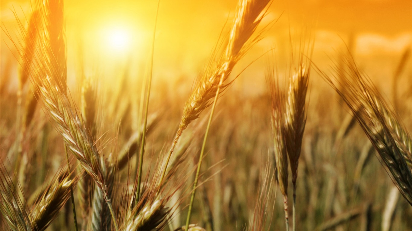 Wheat wallpaper (2) #14 - 1366x768