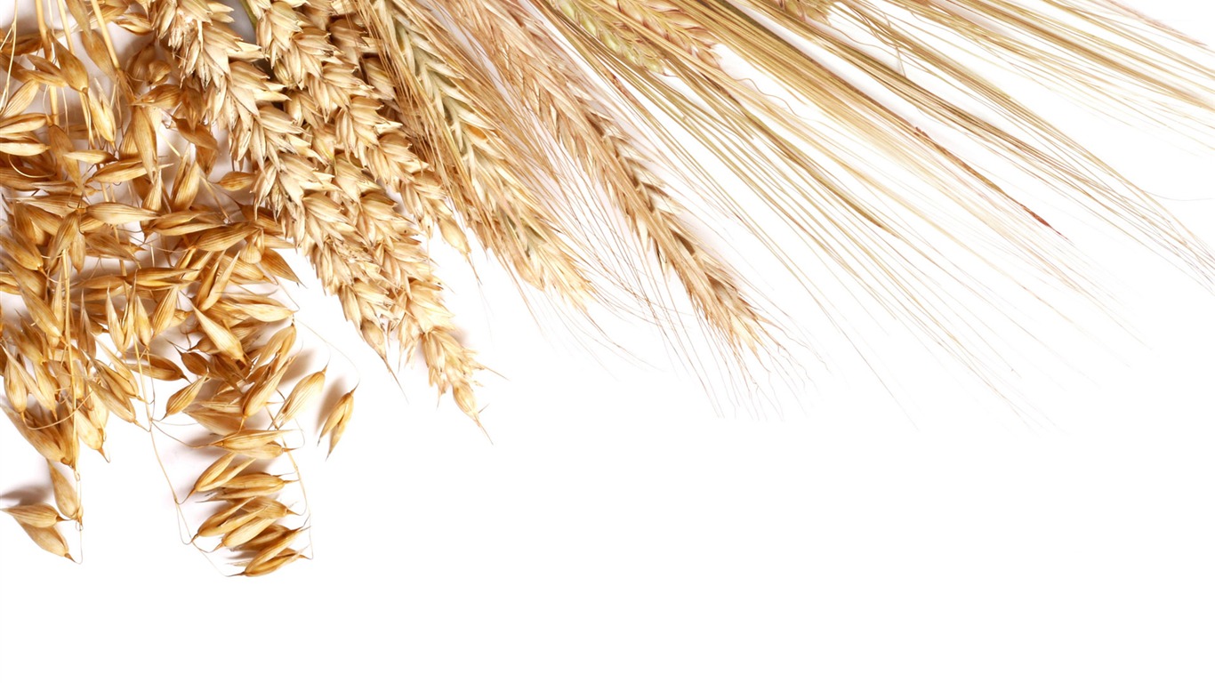 Wheat wallpaper (2) #15 - 1366x768