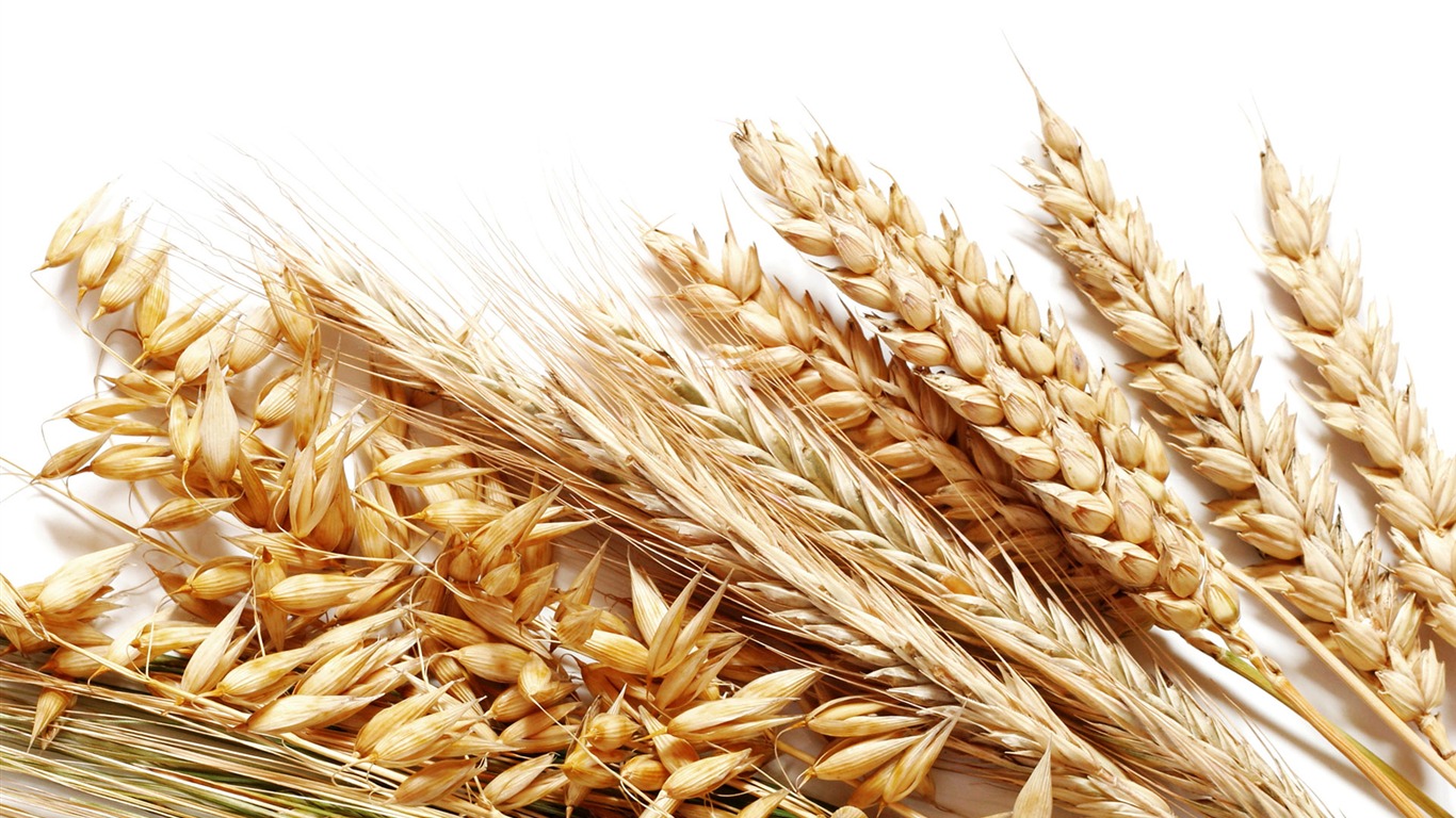 Wheat wallpaper (2) #16 - 1366x768