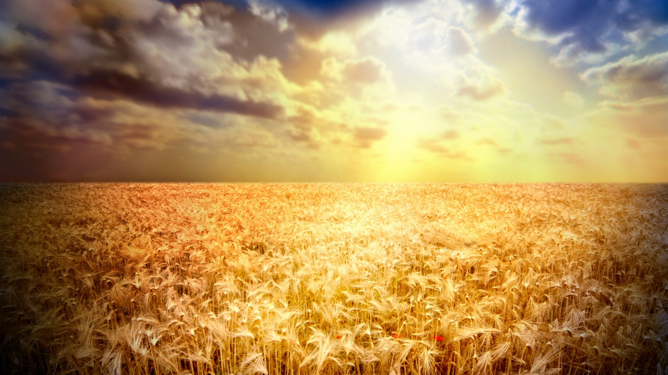 Wheat wallpaper (2) #17 - 1366x768