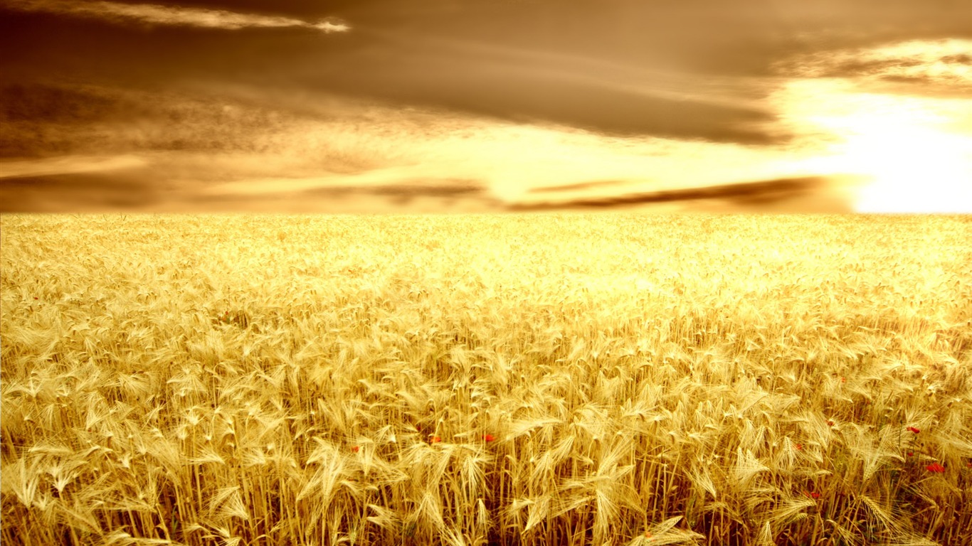 Wheat wallpaper (2) #18 - 1366x768