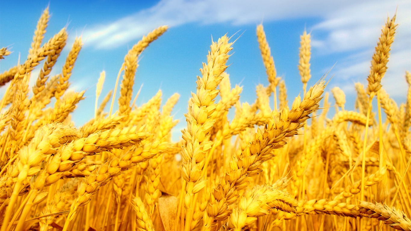 Wheat wallpaper (2) #19 - 1366x768