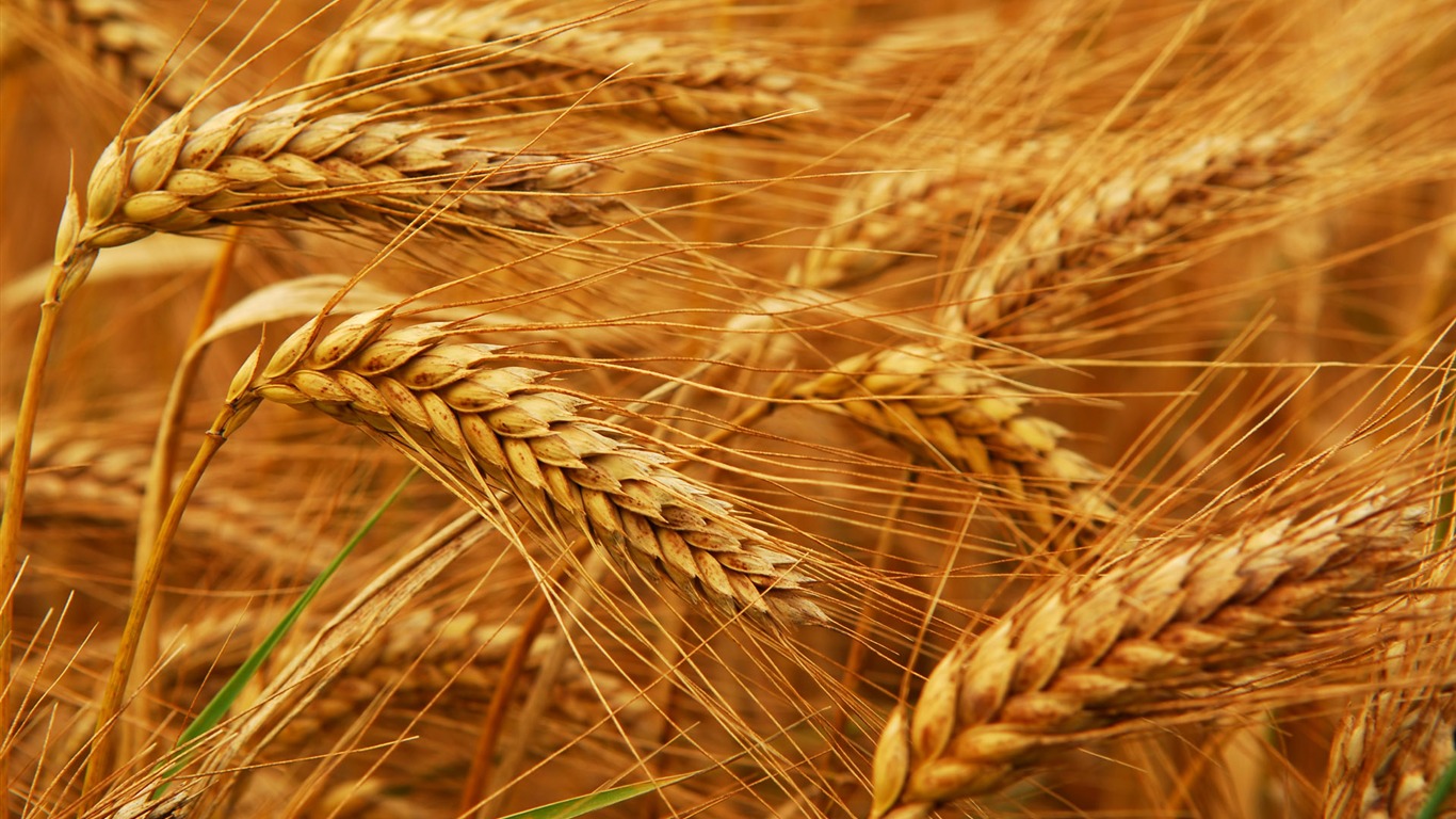 Wheat wallpaper (2) #20 - 1366x768