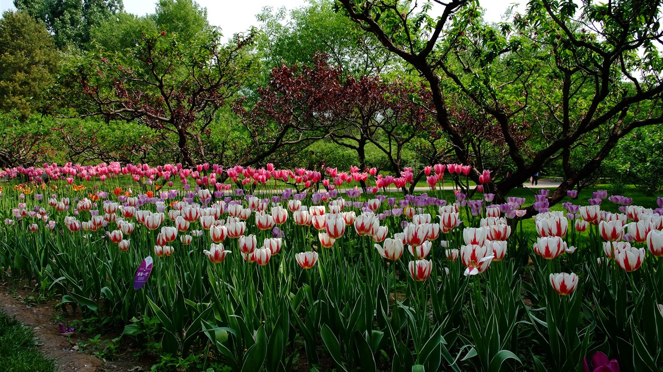 Xiangshan jardín principios del verano (obras barras de refuerzo) #4 - 1366x768