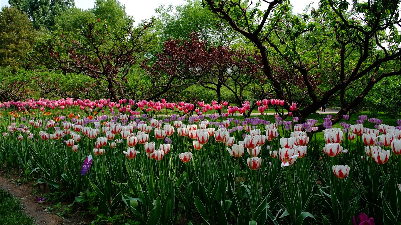 初夏的香山植物園 (螺紋鋼作品) #4 - 1366x768