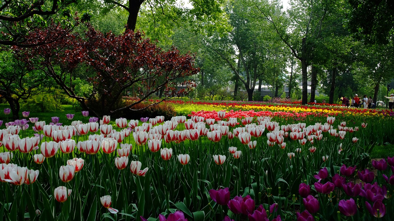 初夏的香山植物園 (螺紋鋼作品) #6 - 1366x768