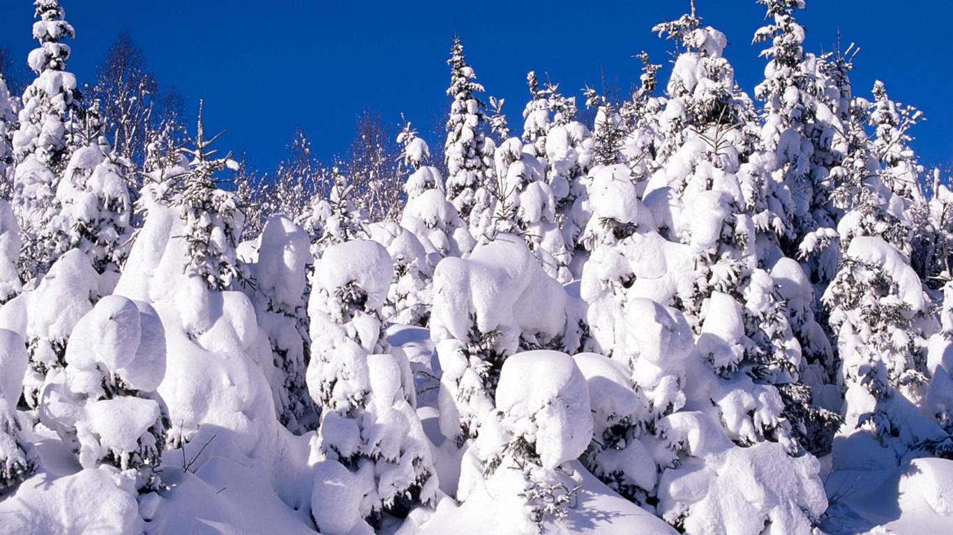 冬天雪景壁紙(三) #2 - 1366x768