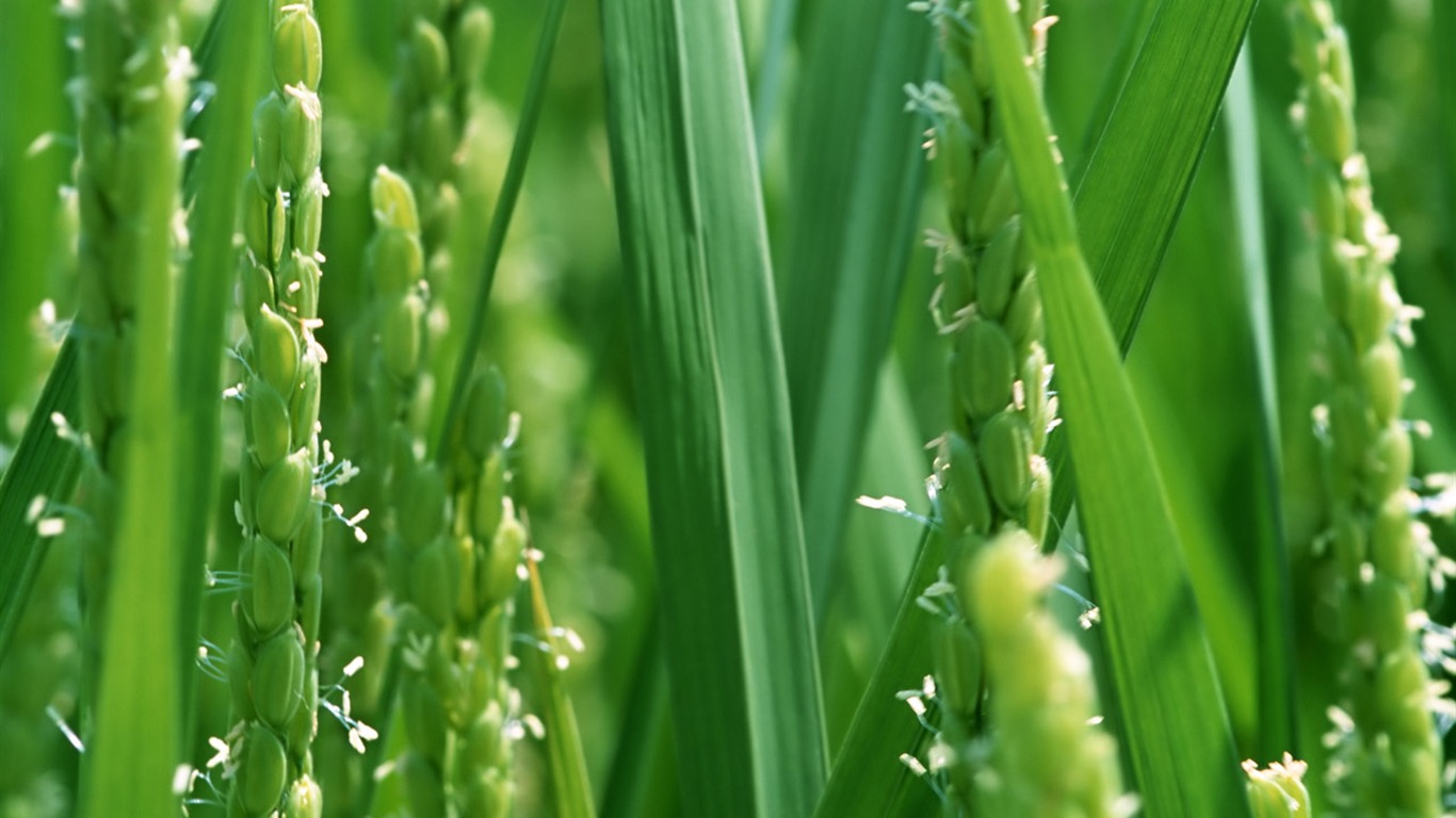 The wheat field wallpaper (1) #1 - 1366x768