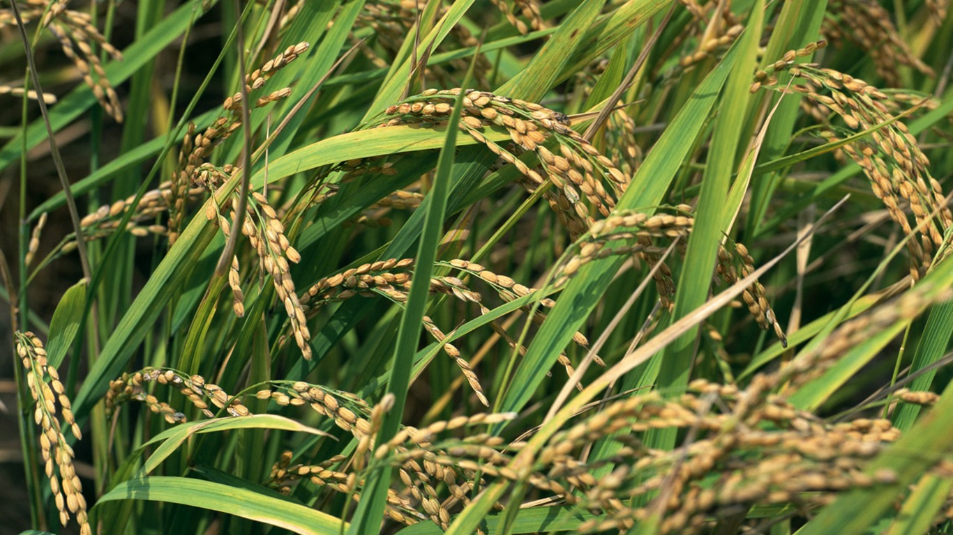 The wheat field wallpaper (1) #2 - 1366x768