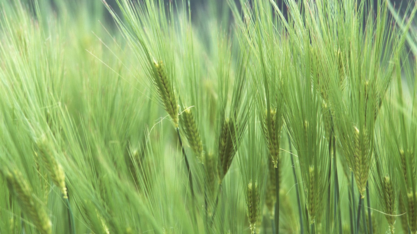 The wheat field wallpaper (1) #4 - 1366x768