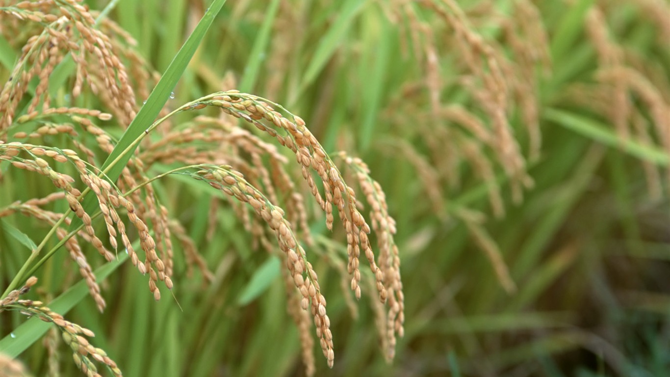 The wheat field wallpaper (1) #5 - 1366x768