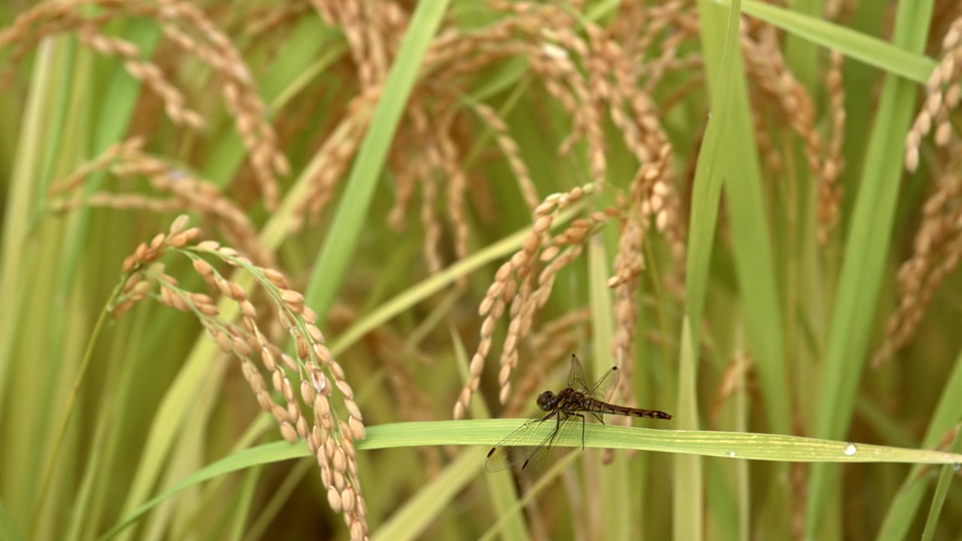 The wheat field wallpaper (1) #6 - 1366x768