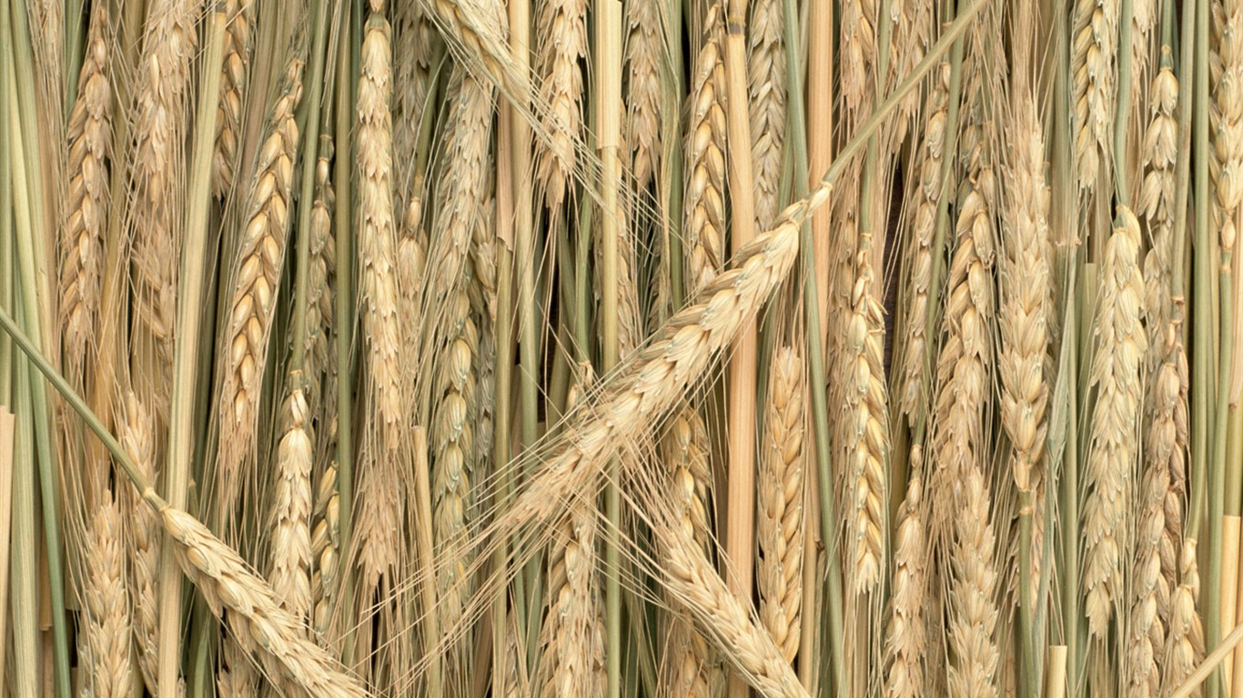 The wheat field wallpaper (1) #7 - 1366x768