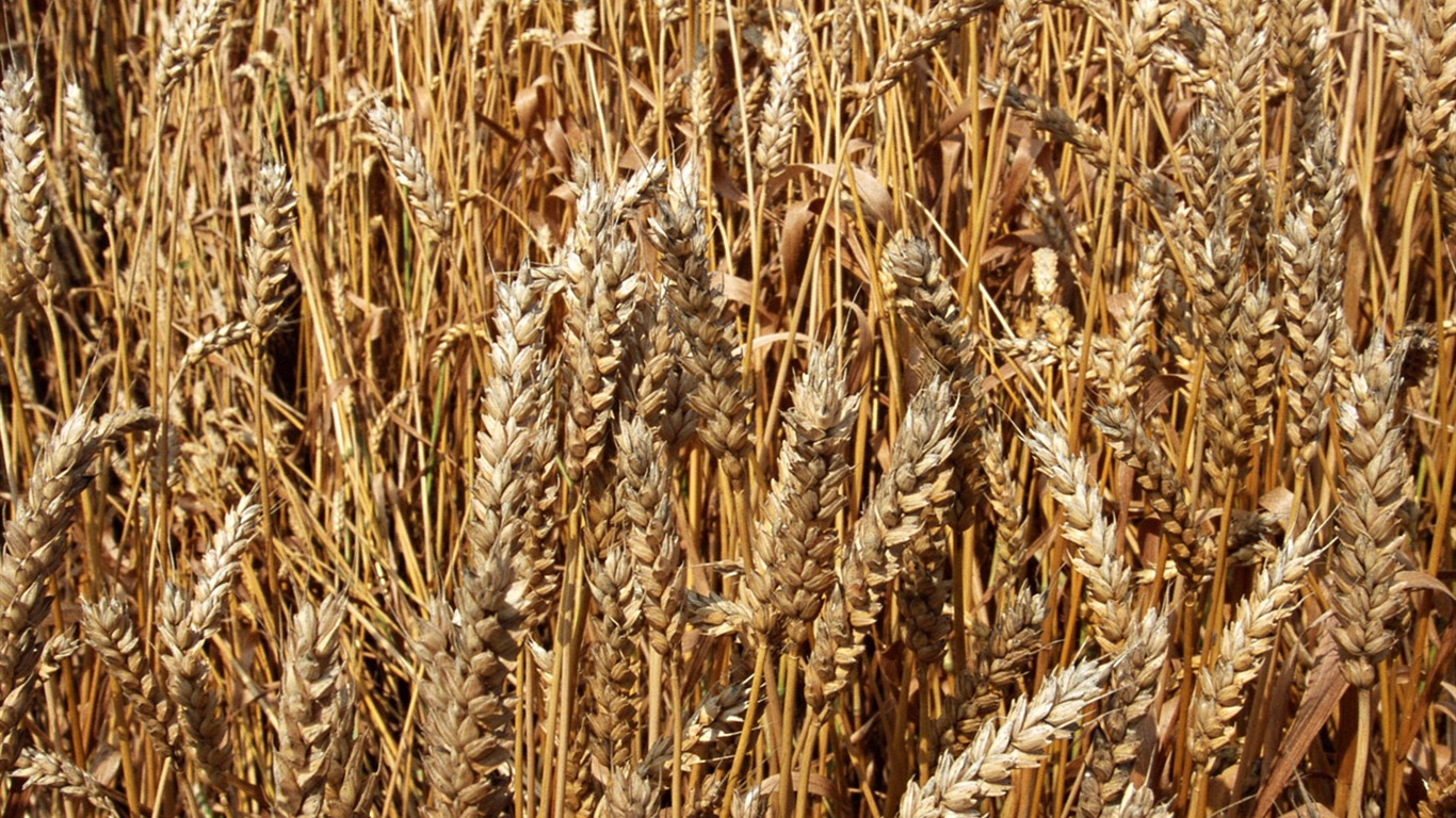 The wheat field wallpaper (1) #8 - 1366x768