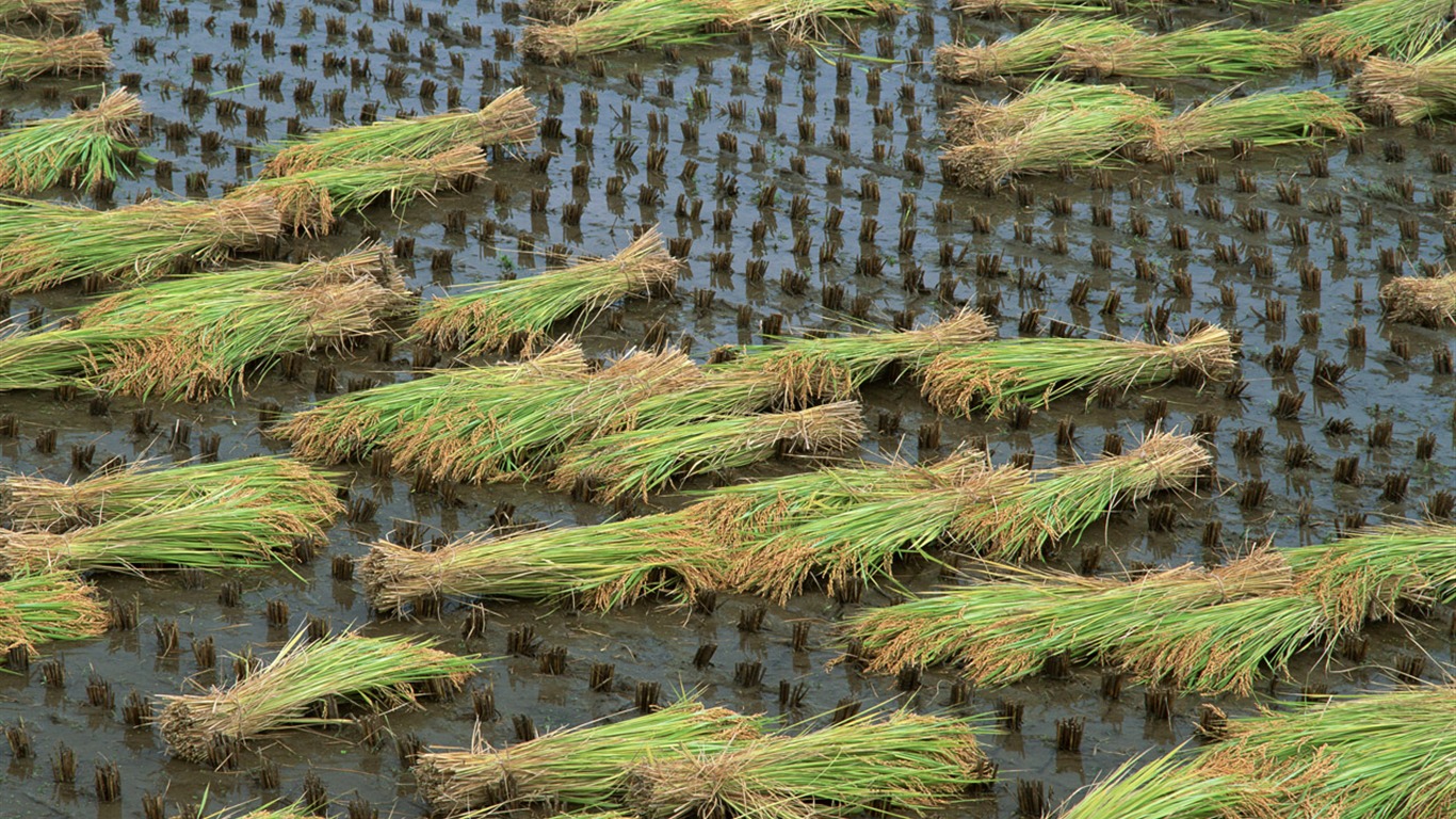 The wheat field wallpaper (1) #11 - 1366x768